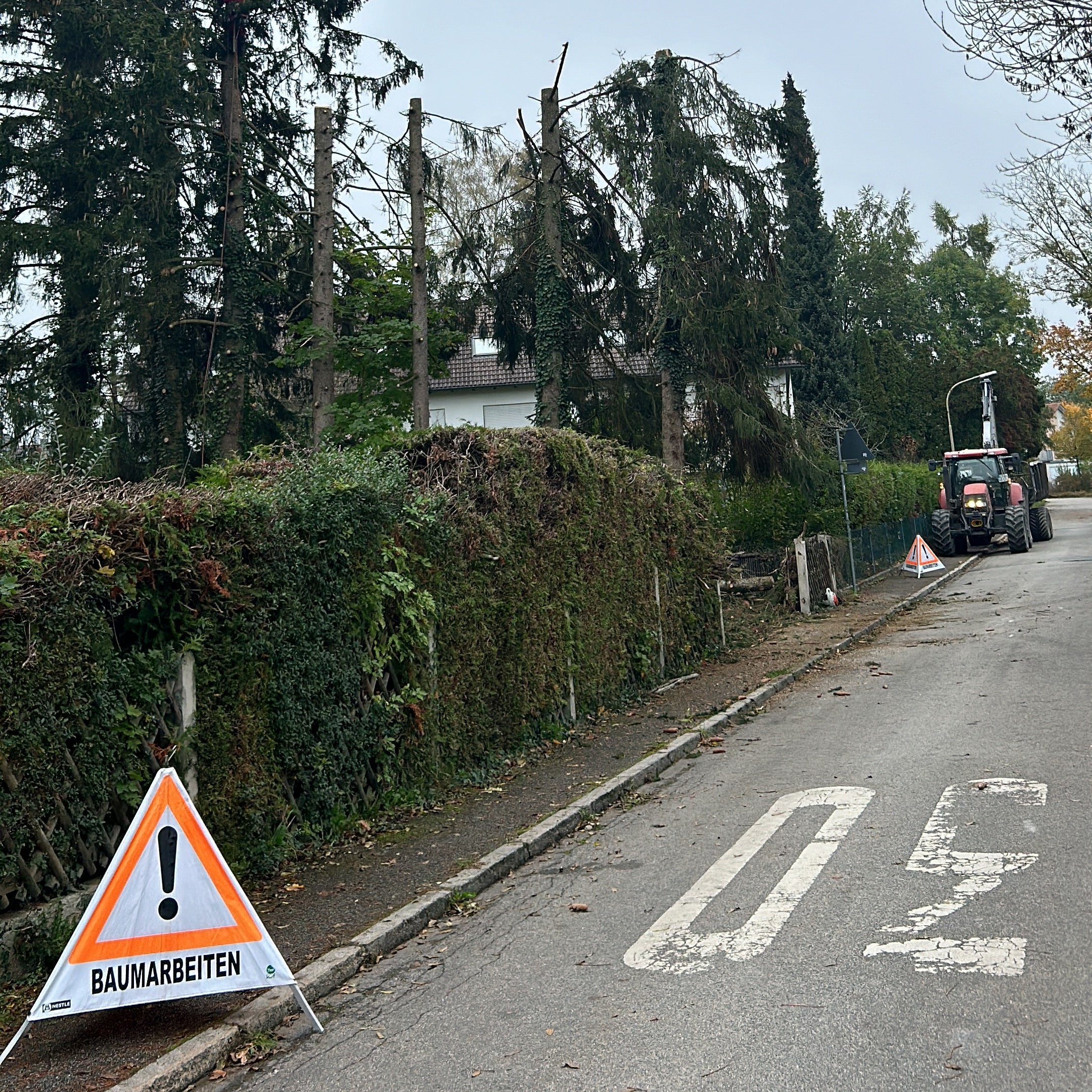 Fichtenkappung in Eichenau