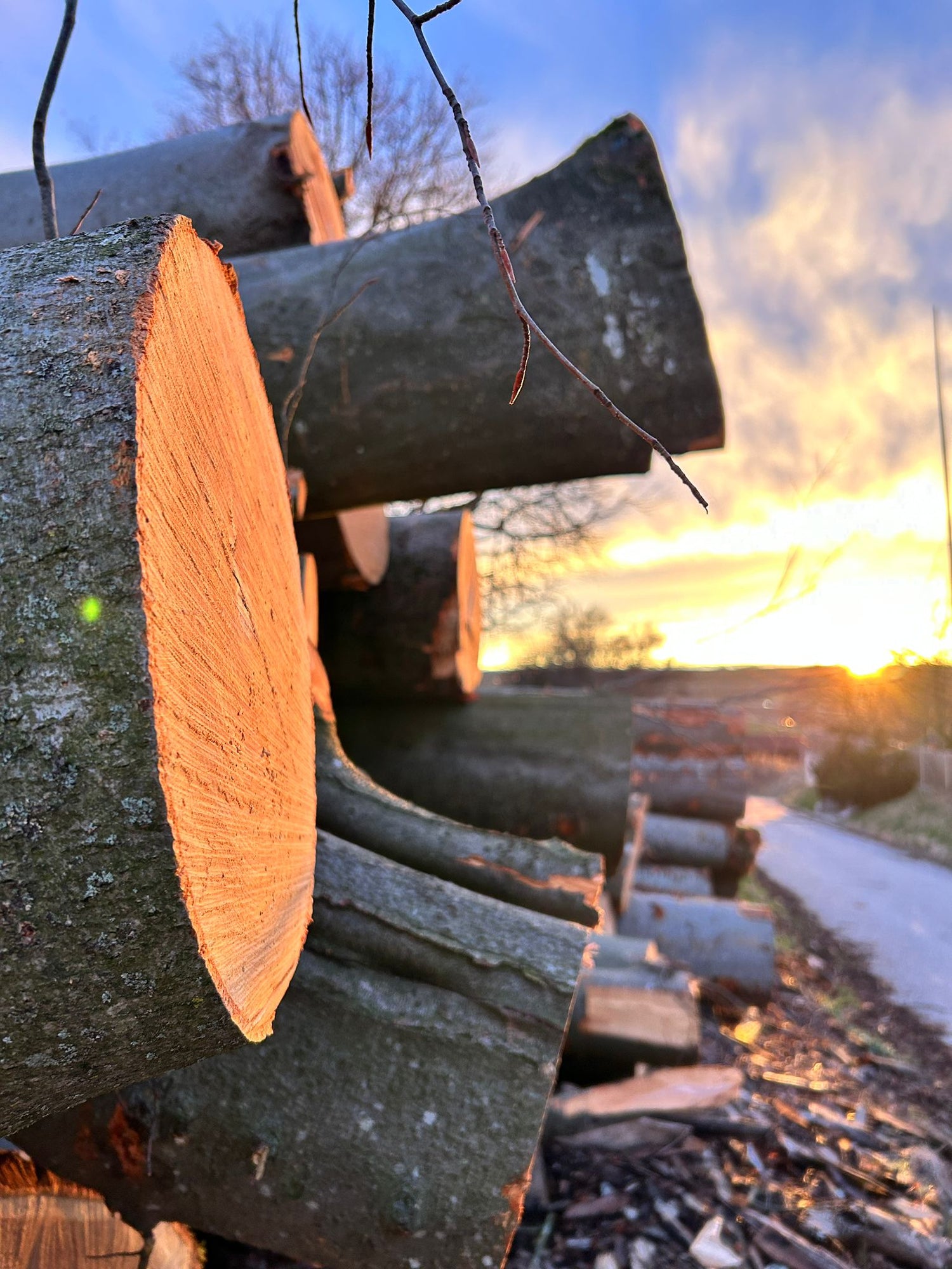 Gestapelte Buchenstämme im Sonnenuntergang