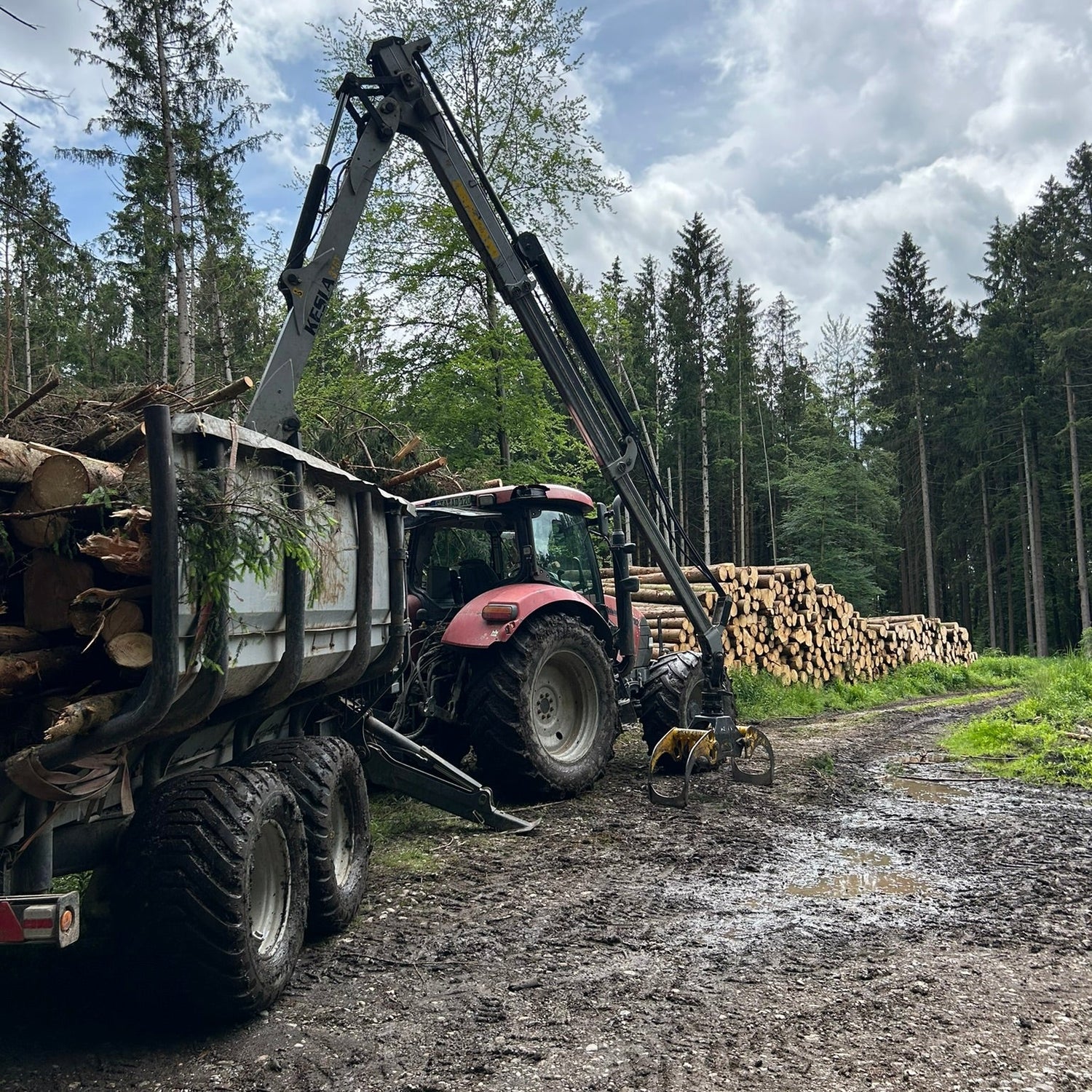 Rückewagen mit Traktor bei der Waldarbeit